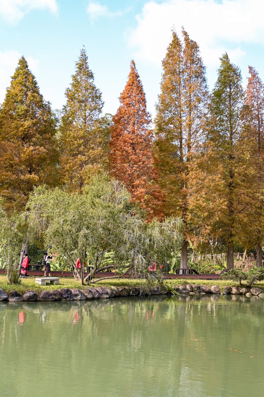 新竹縣北埔鄉|北埔六塘石柿餅-落羽松