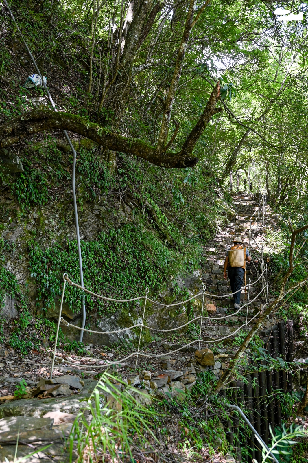 台中和平區 梨山環山獵人步道