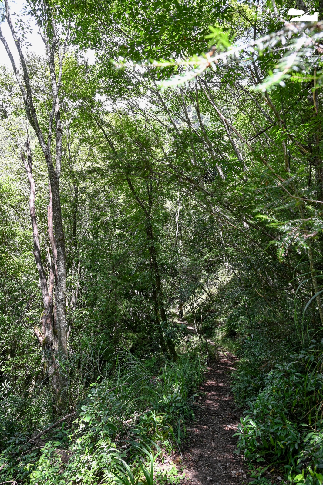 台中和平區 梨山環山獵人步道