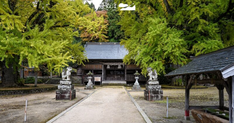 岡山銀杏最佳觀賞期，金黃色成片在真庭市「福田神社」
