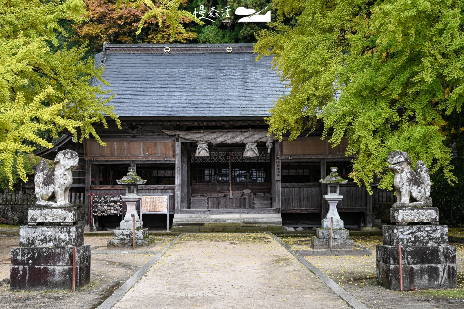 岡山銀杏最佳觀賞期,金黃色成片在真庭市「福田神社」