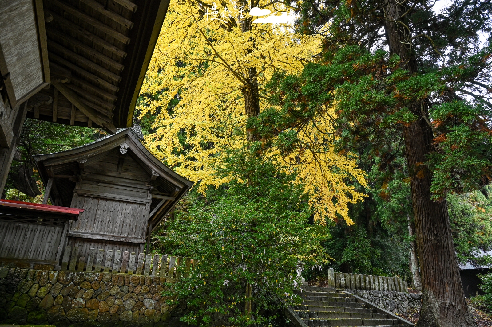 岡山縣真庭市 福田神社銀杏樹