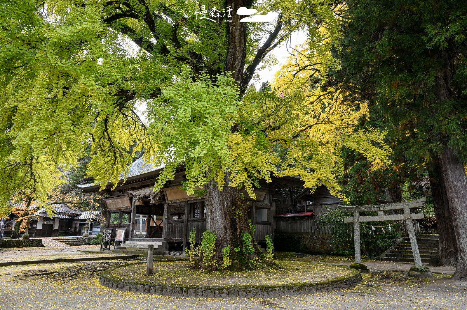 岡山縣真庭市 福田神社銀杏樹