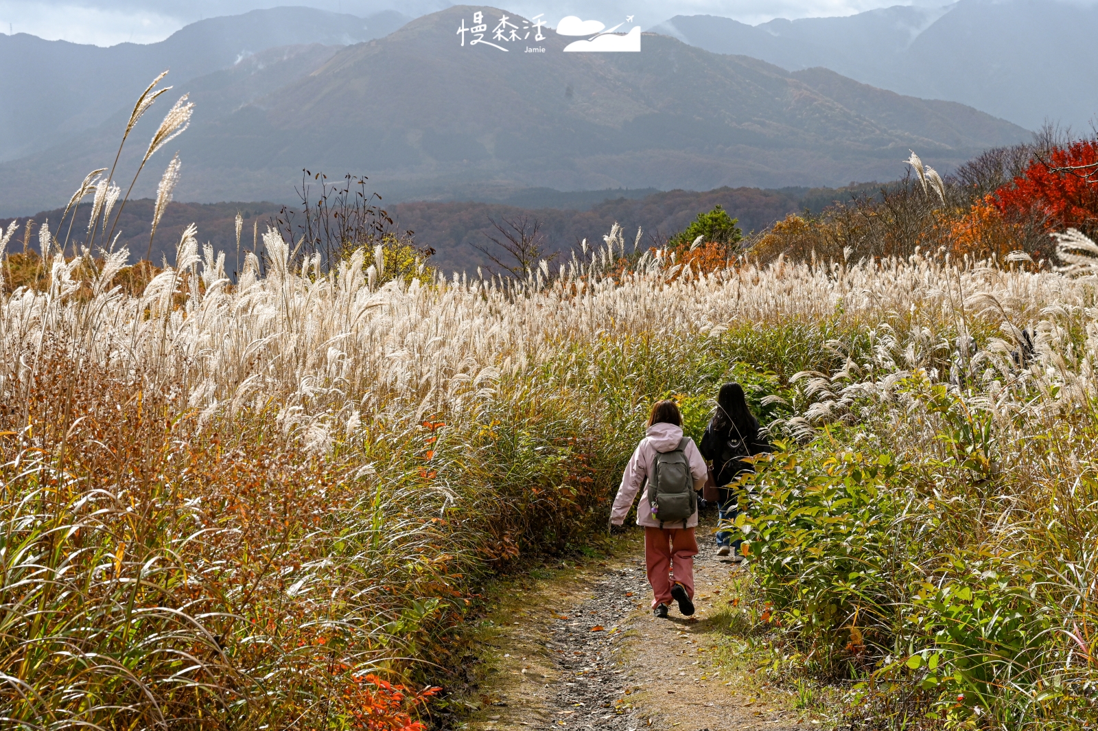 岡山縣真庭市 鬼女台展望休息區 芒花