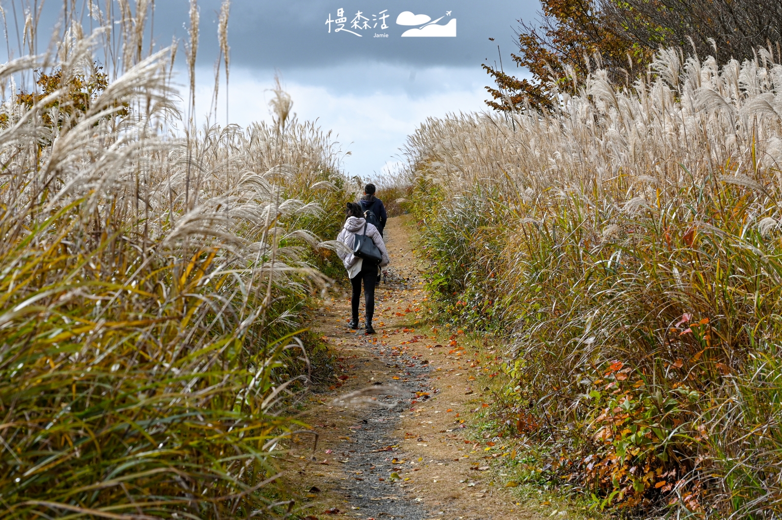 岡山縣真庭市 鬼女台展望休息區 芒花