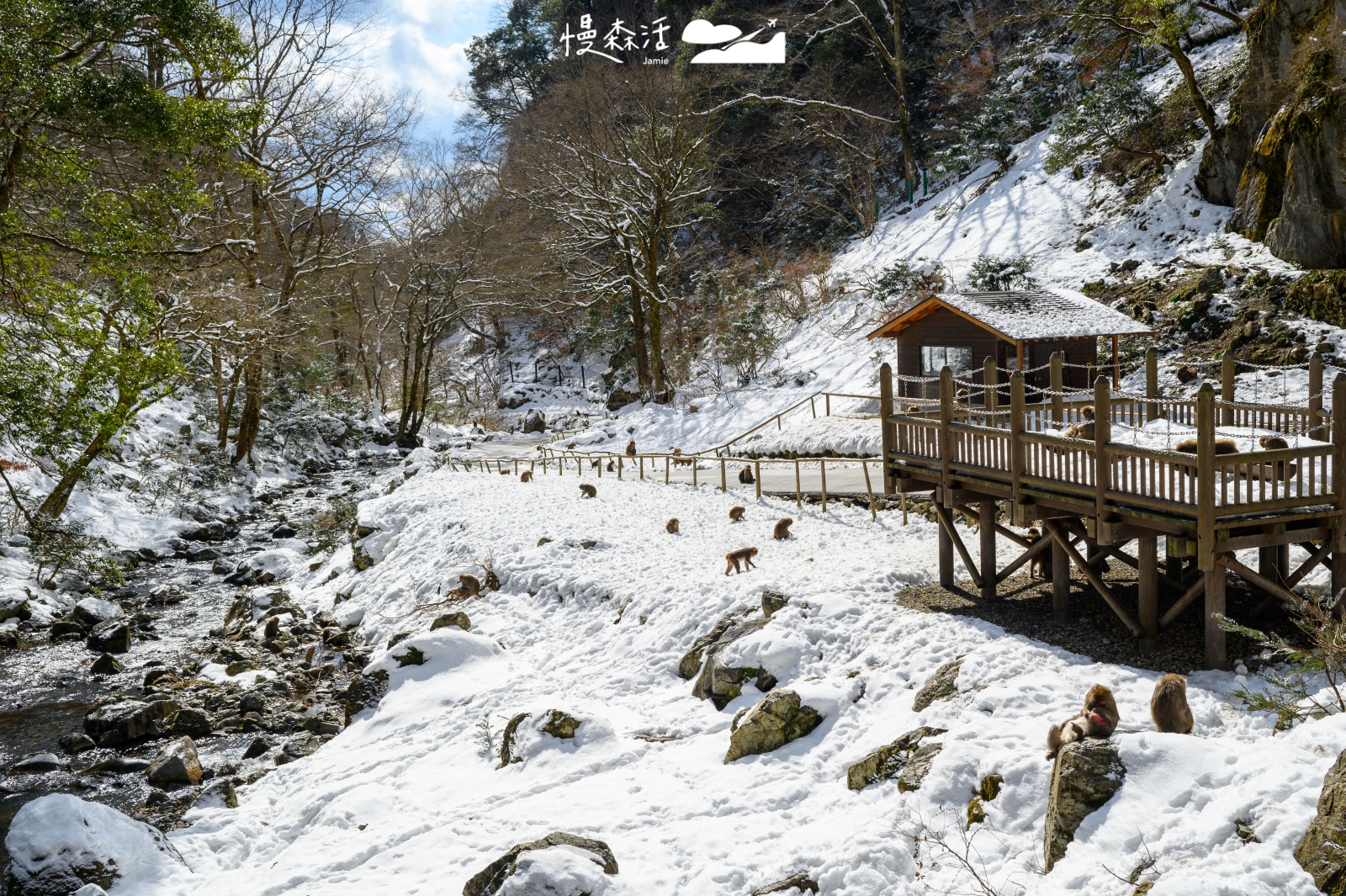 日本岡山縣真庭市 神庭瀑布自然公園 野生獼猴
