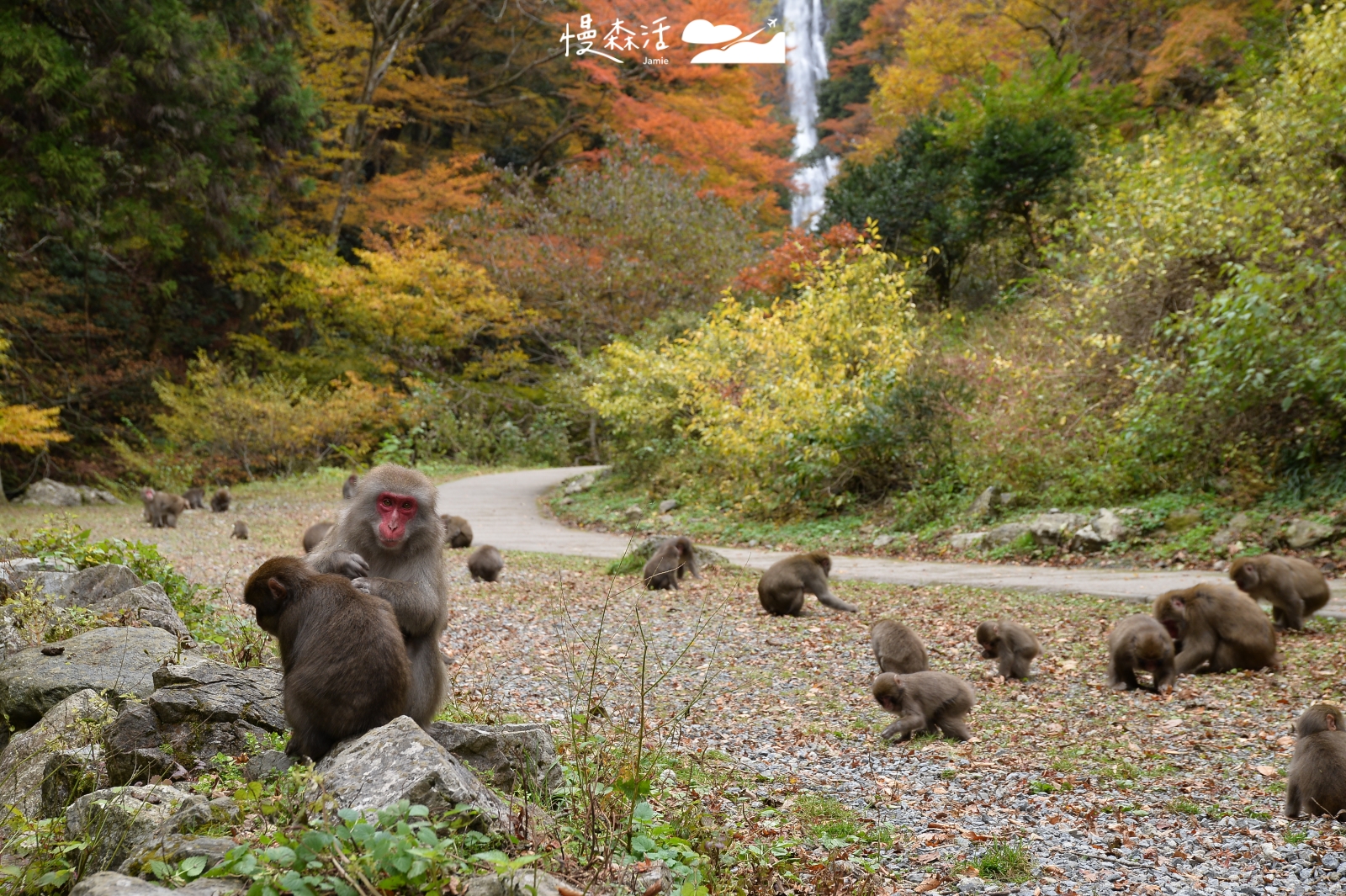 日本岡山縣真庭市 神庭瀑布自然公園 野生獼猴