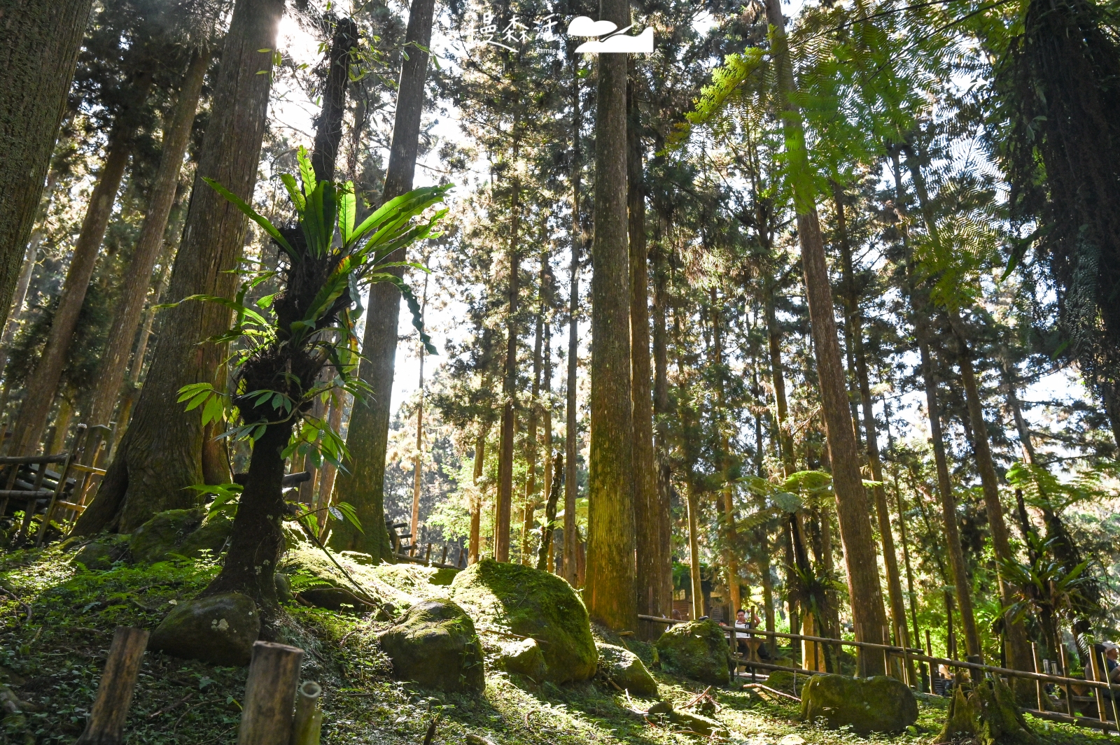 南投溪頭自然教育園區,入園年破超過50萬人次的秘密
