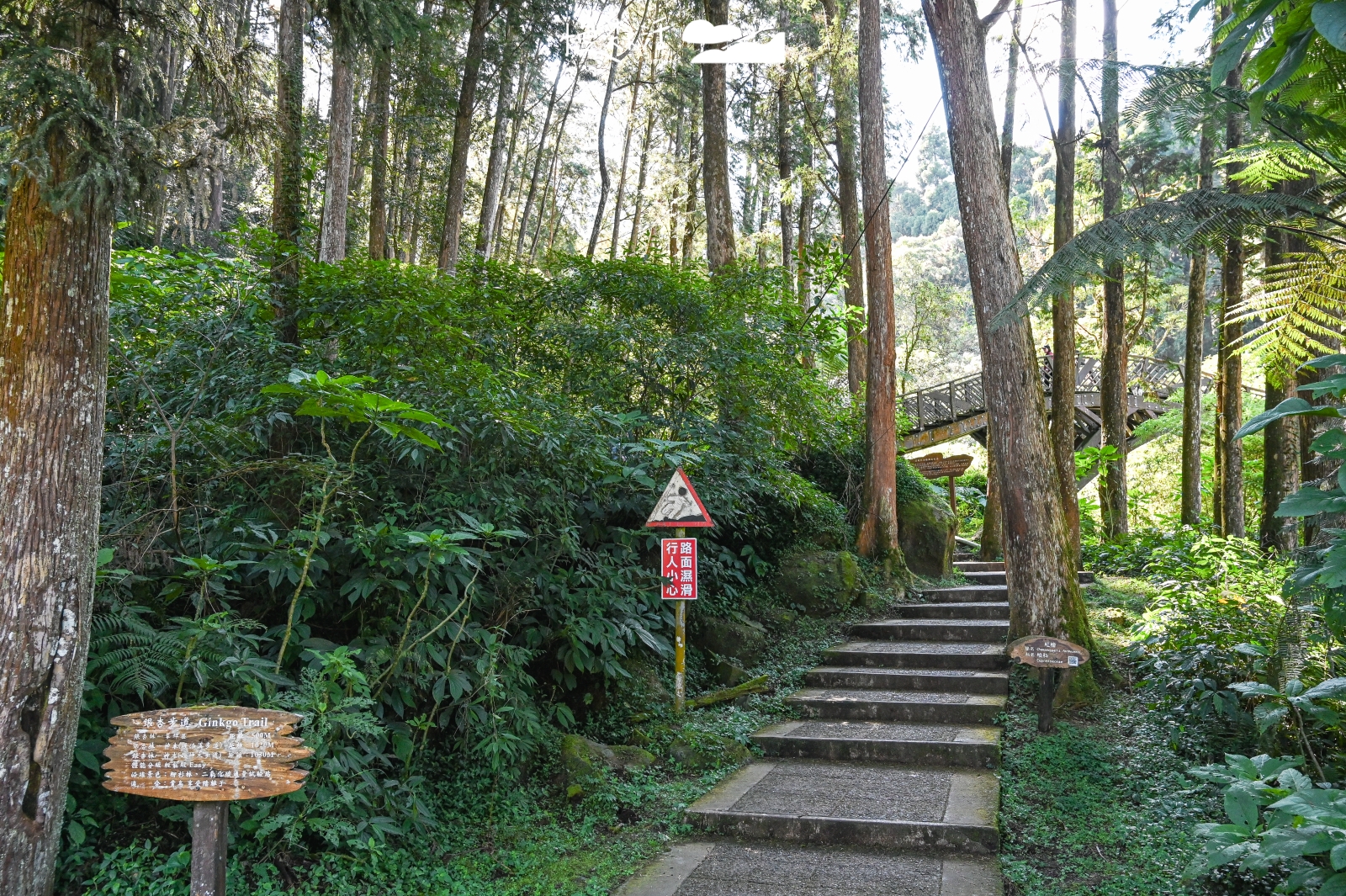 南投溪頭自然教育園區 銀杏步道