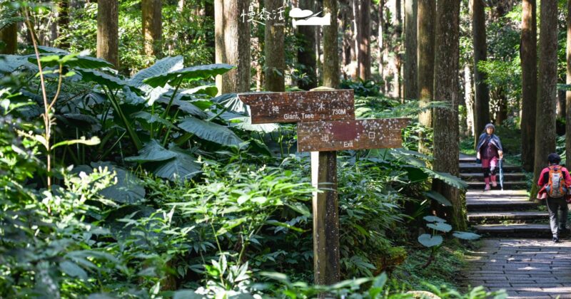 南投溪頭自然教育園區，入園年破超過50萬人次的秘密