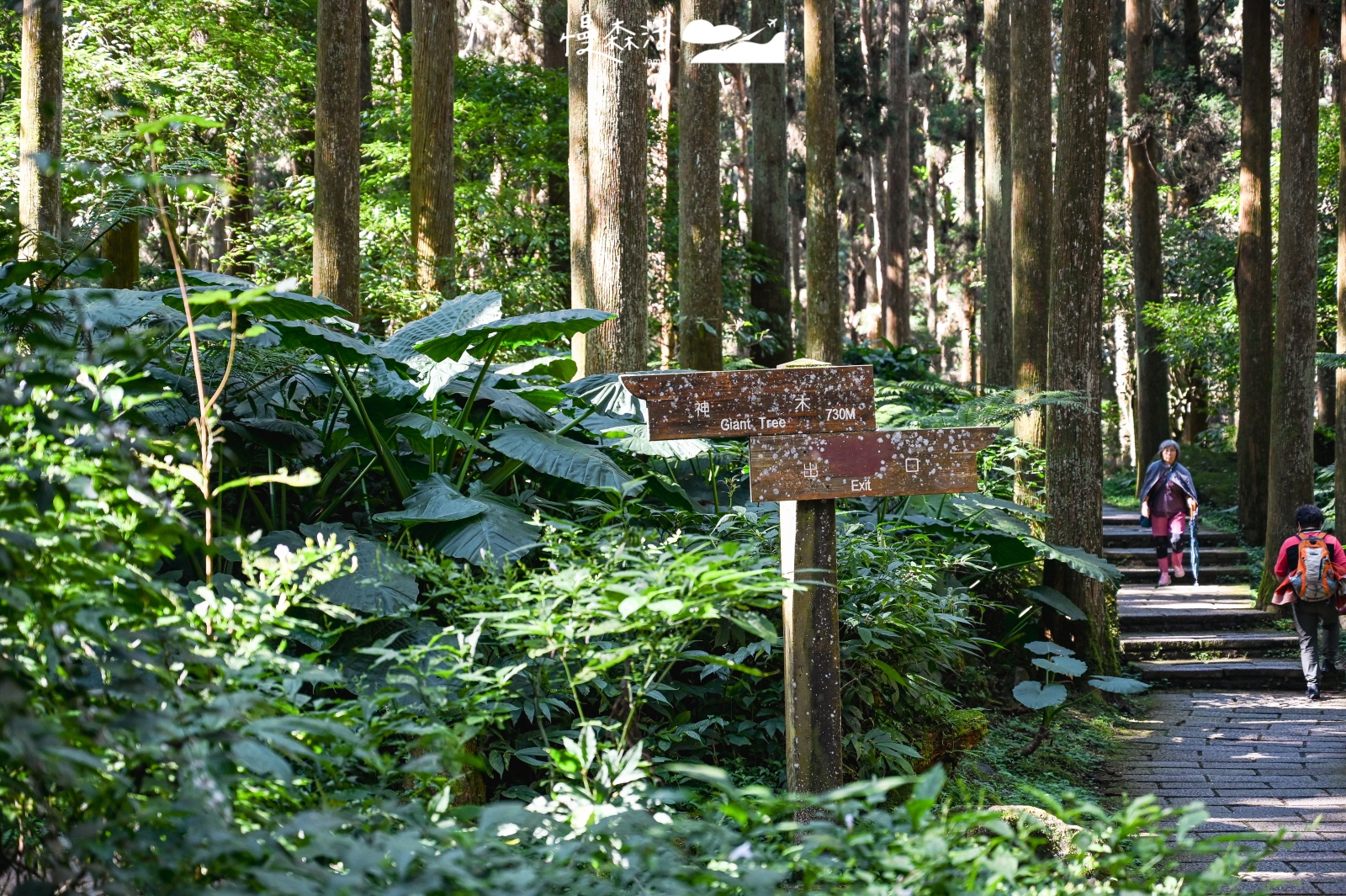 南投溪頭自然教育園區 神木步道