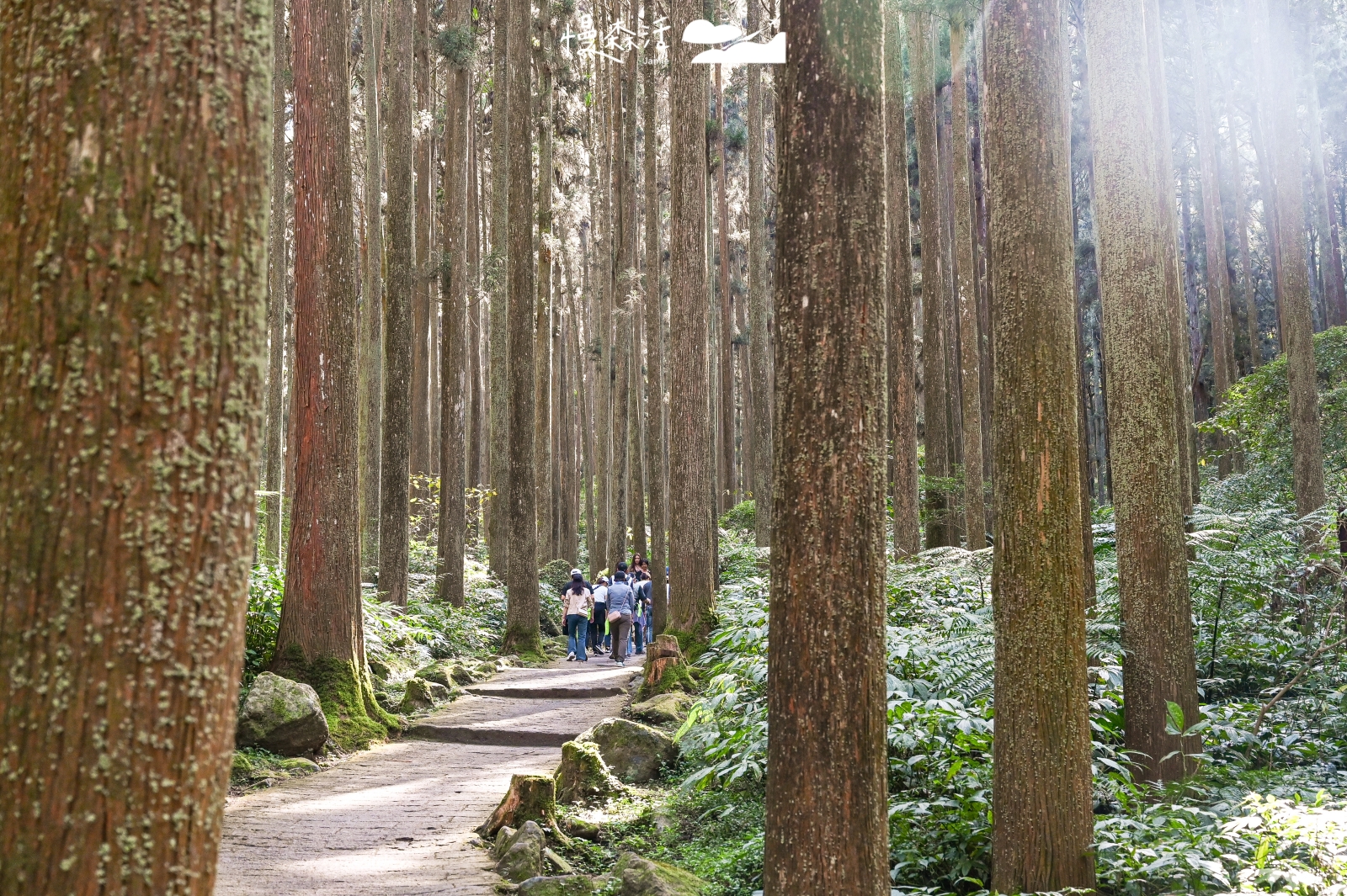 南投溪頭自然教育園區 神木步道