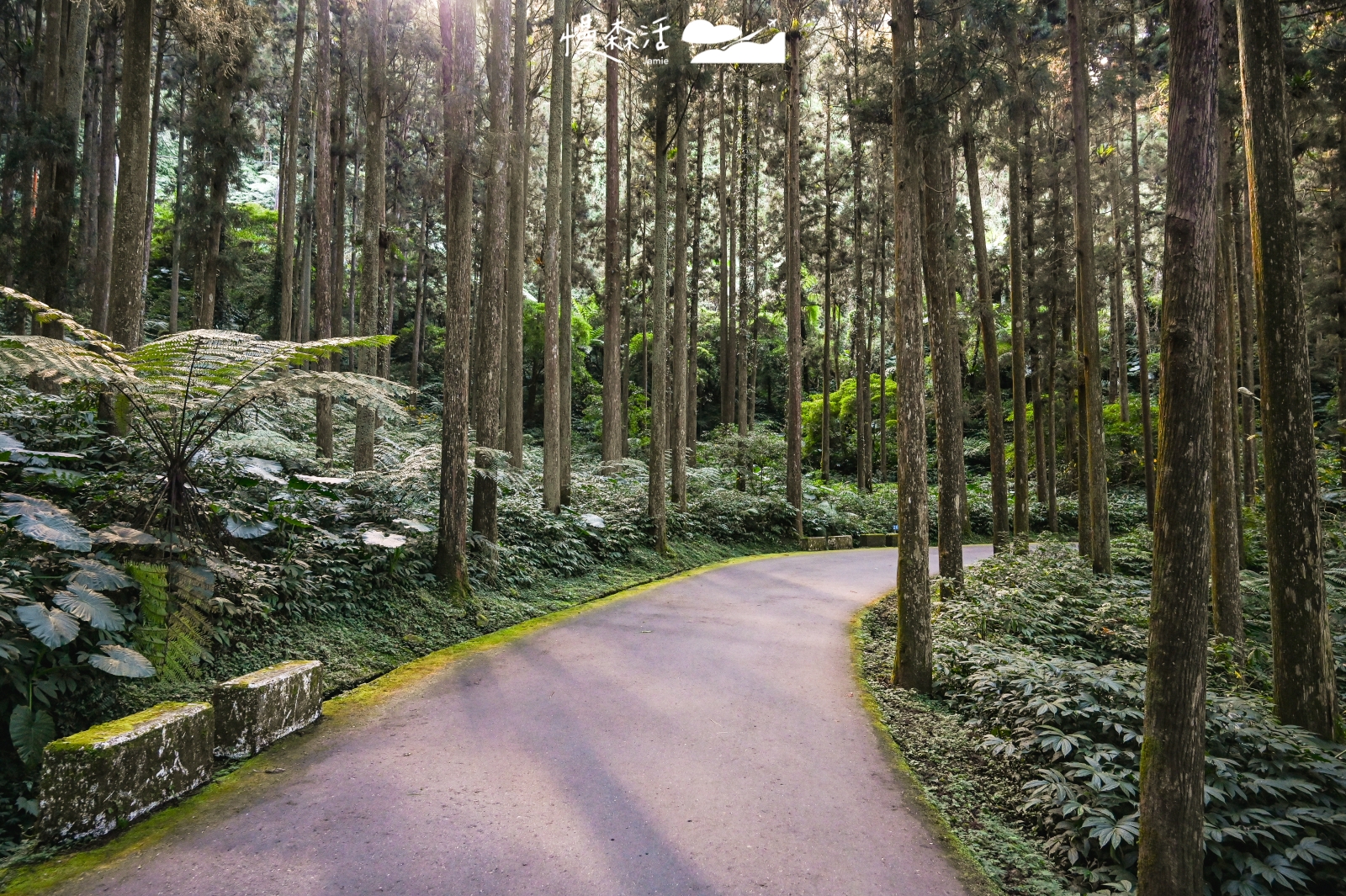 南投溪頭自然教育園區 園內步道