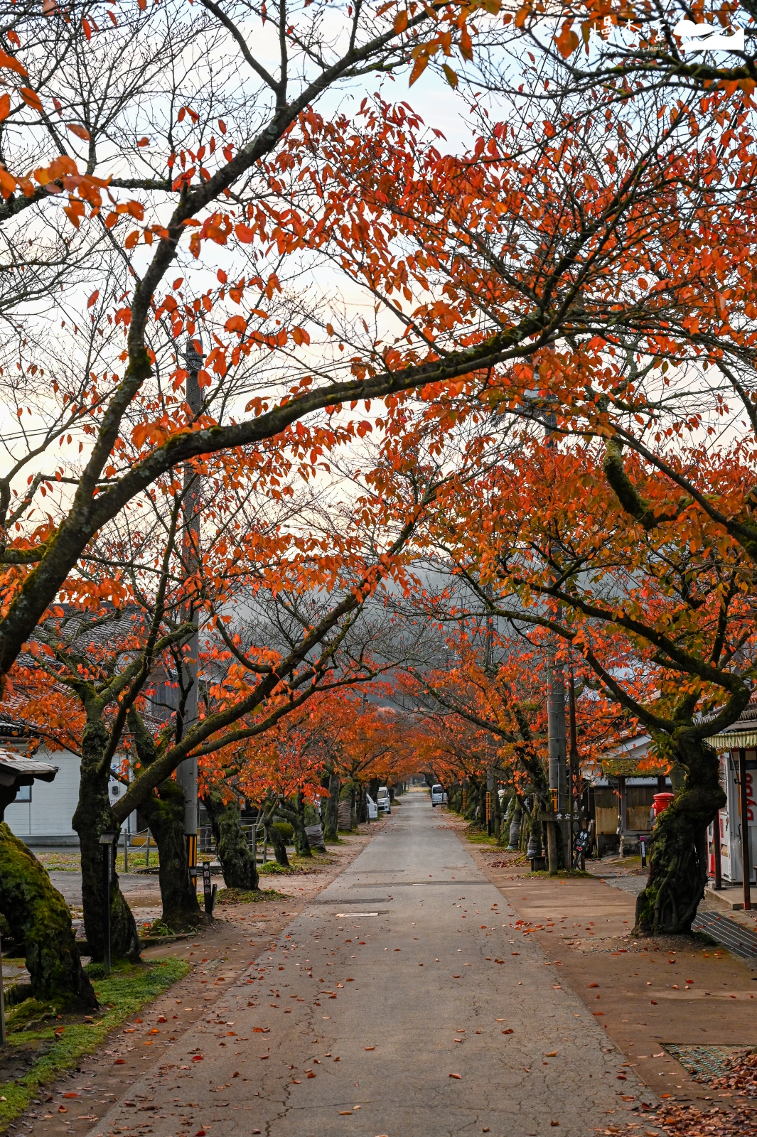 岡山縣新庄村 凱旋櫻花大道 楓紅