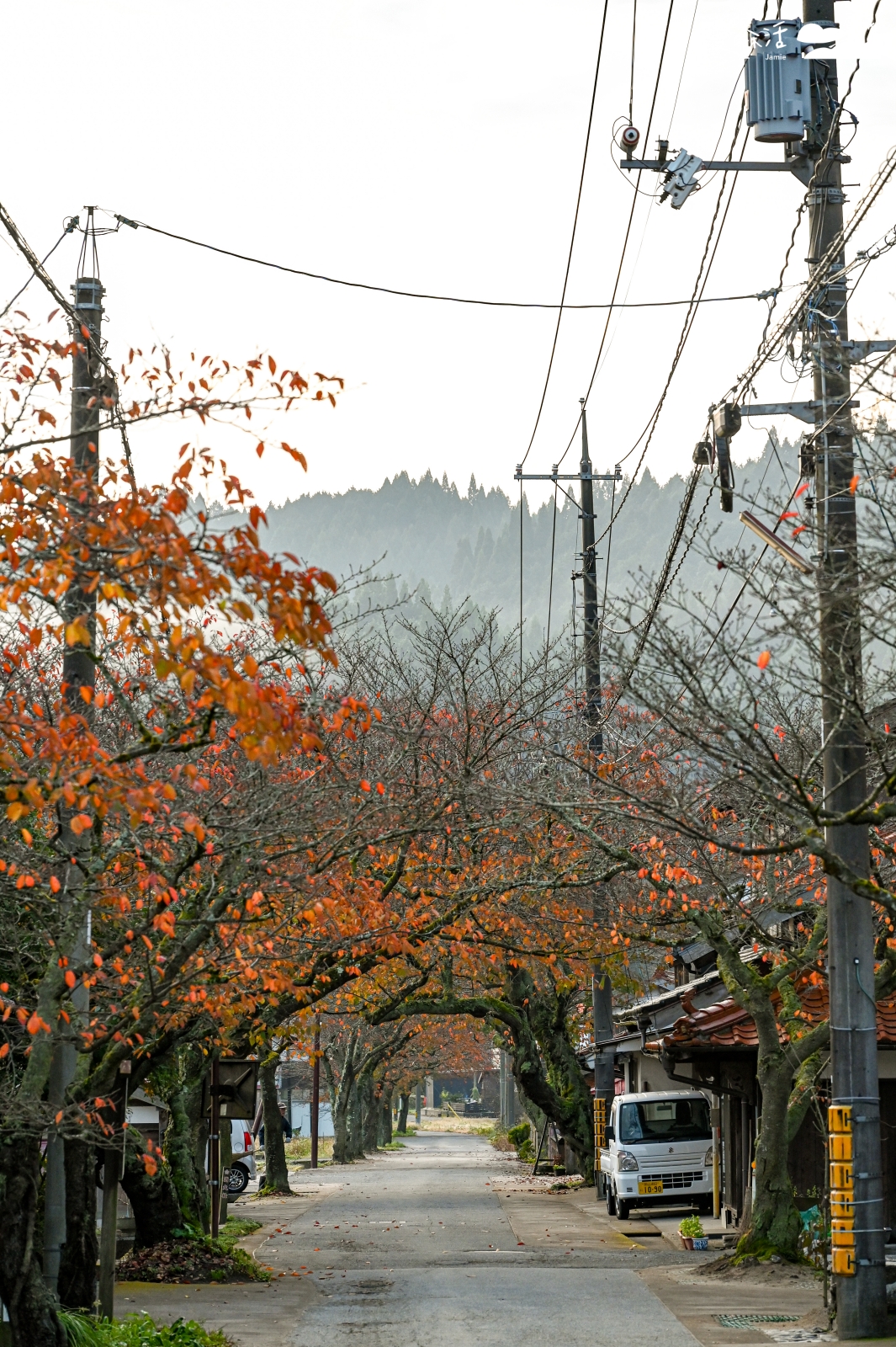 岡山縣新庄村 凱旋櫻花大道 楓紅