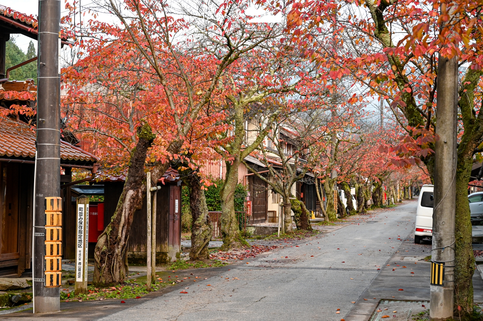 岡山縣新庄村 凱旋櫻花大道 楓紅