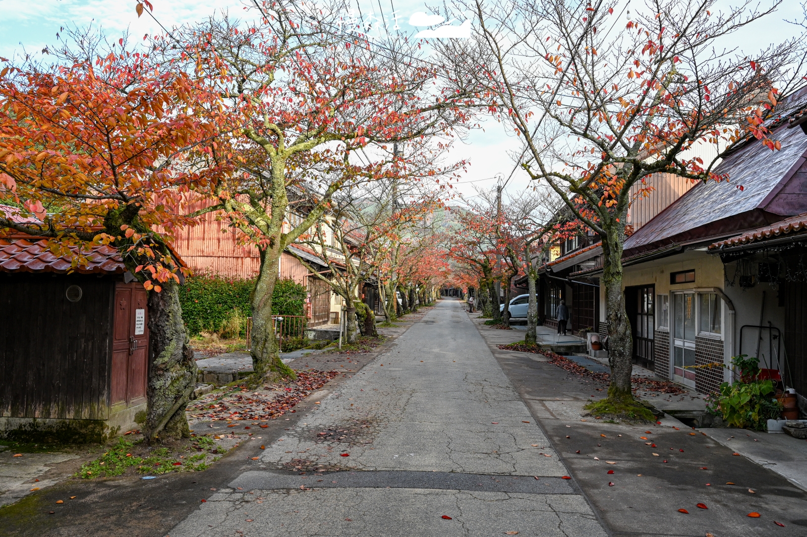 岡山縣新庄村 凱旋櫻花大道 楓紅