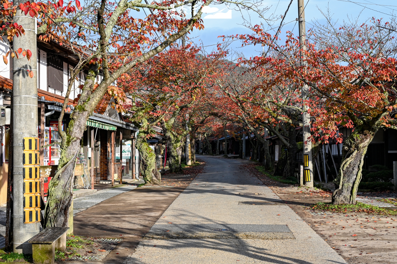 岡山縣新庄村 凱旋櫻花大道 楓紅