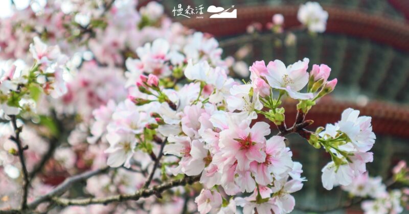 淡水天元宮花季，1/29遇見櫻花、幾米經典之作