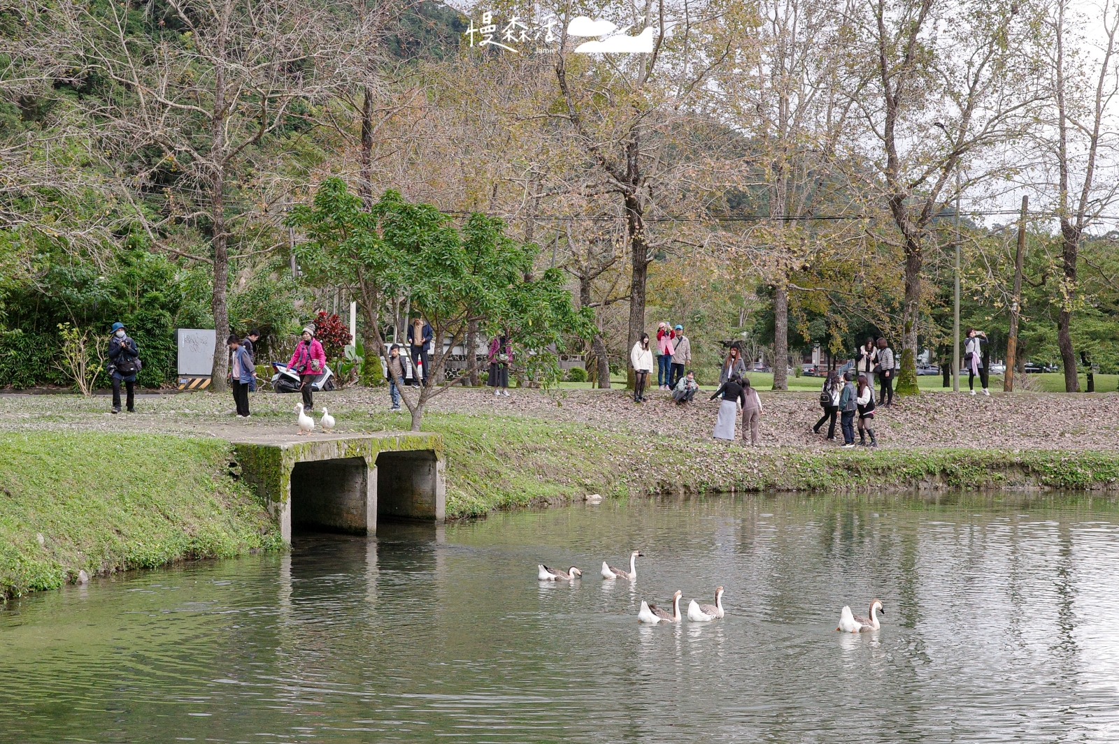 宜蘭員山鄉 蜊埤湖畔落羽松