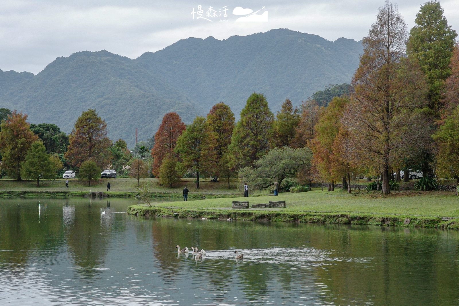 宜蘭員山鄉 蜊埤湖畔落羽松