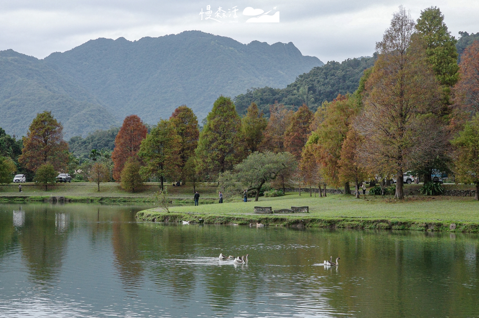 宜蘭員山鄉 蜊埤湖畔落羽松