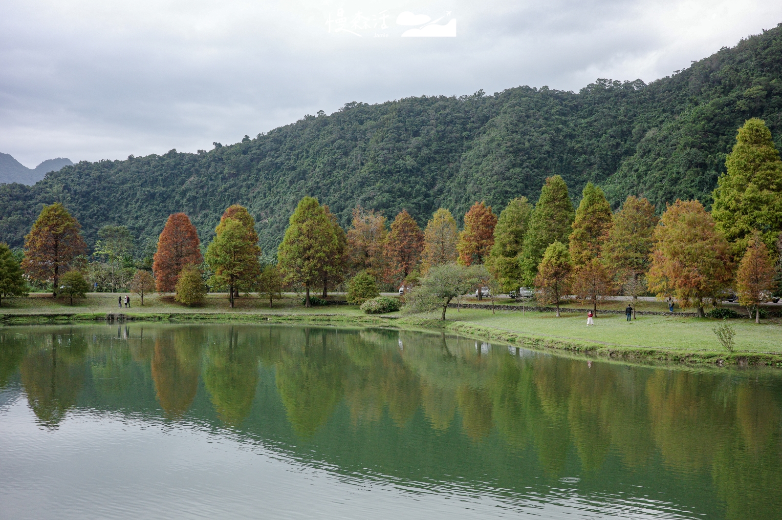 宜蘭蜊埤湖畔落羽松轉紅了，一原因建議早點來