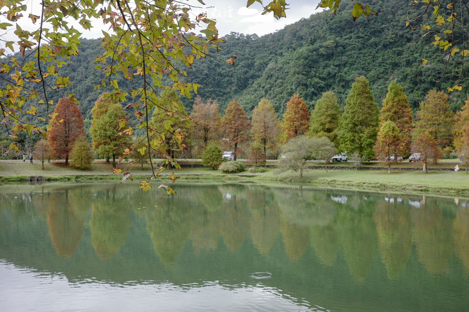 宜蘭員山鄉 蜊埤湖畔落羽松