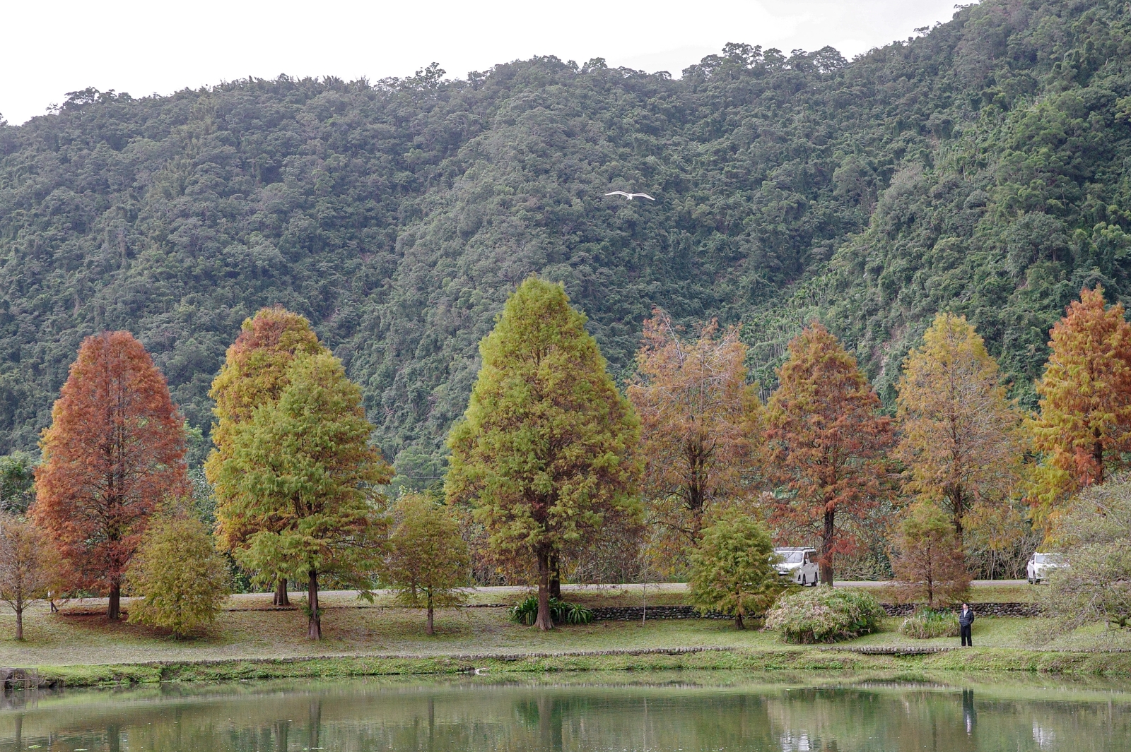 宜蘭員山鄉 蜊埤湖畔落羽松