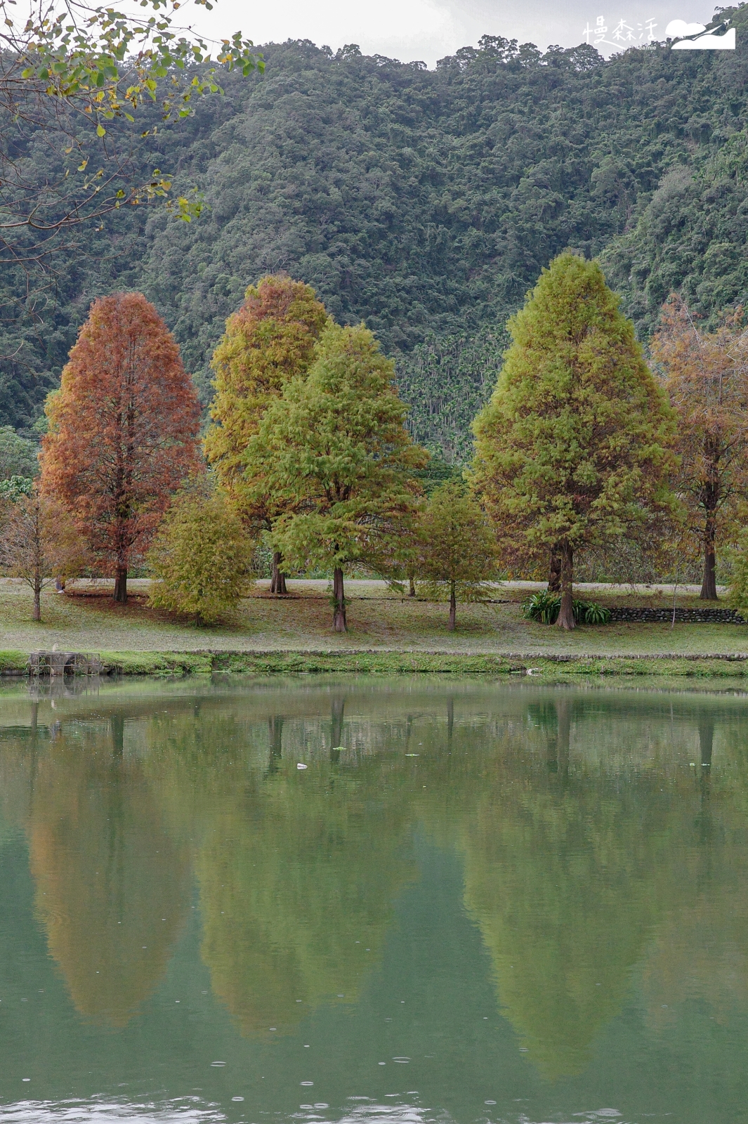 宜蘭員山鄉 蜊埤湖畔落羽松