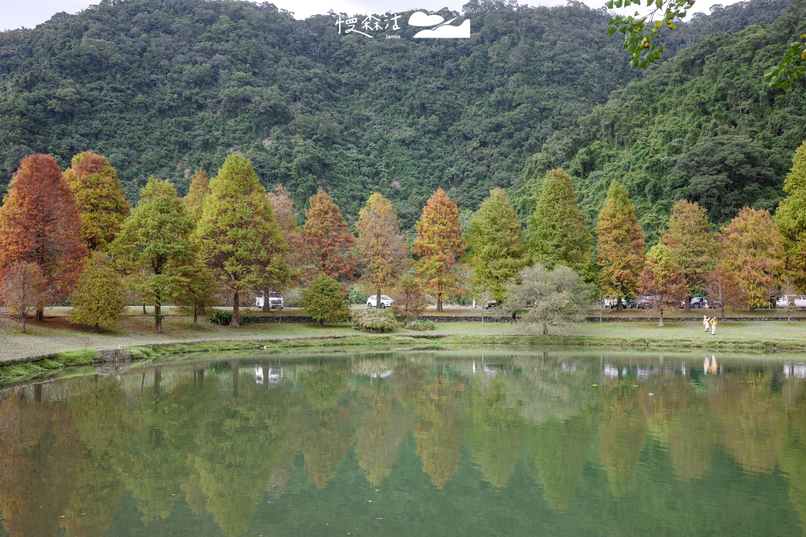宜蘭員山鄉 蜊埤湖畔落羽松
