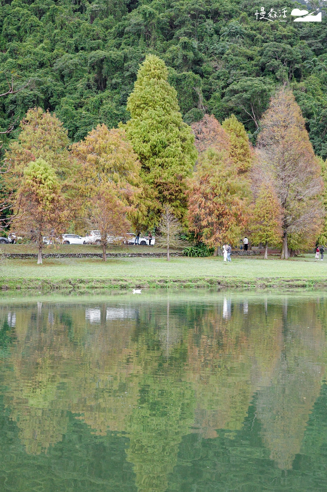 宜蘭員山鄉 蜊埤湖畔落羽松