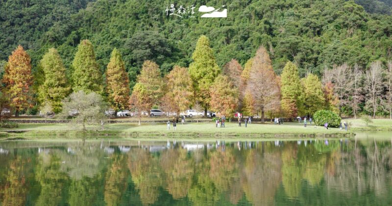 宜蘭蜊埤湖畔落羽松轉紅了,一原因建議早點來