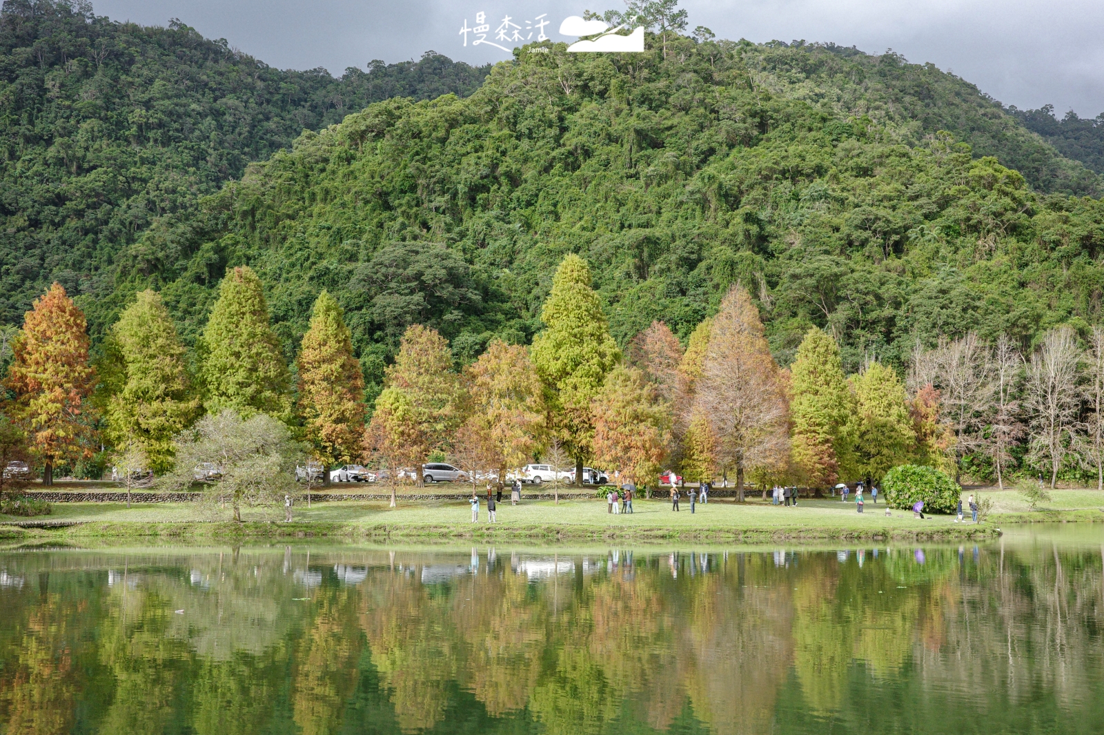 宜蘭員山鄉 蜊埤湖畔落羽松