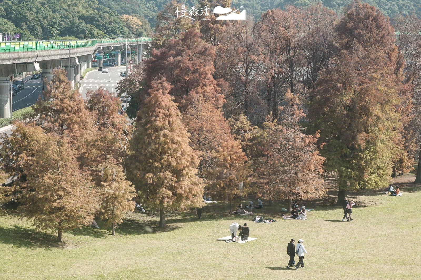 台北內湖 大湖公園落羽松