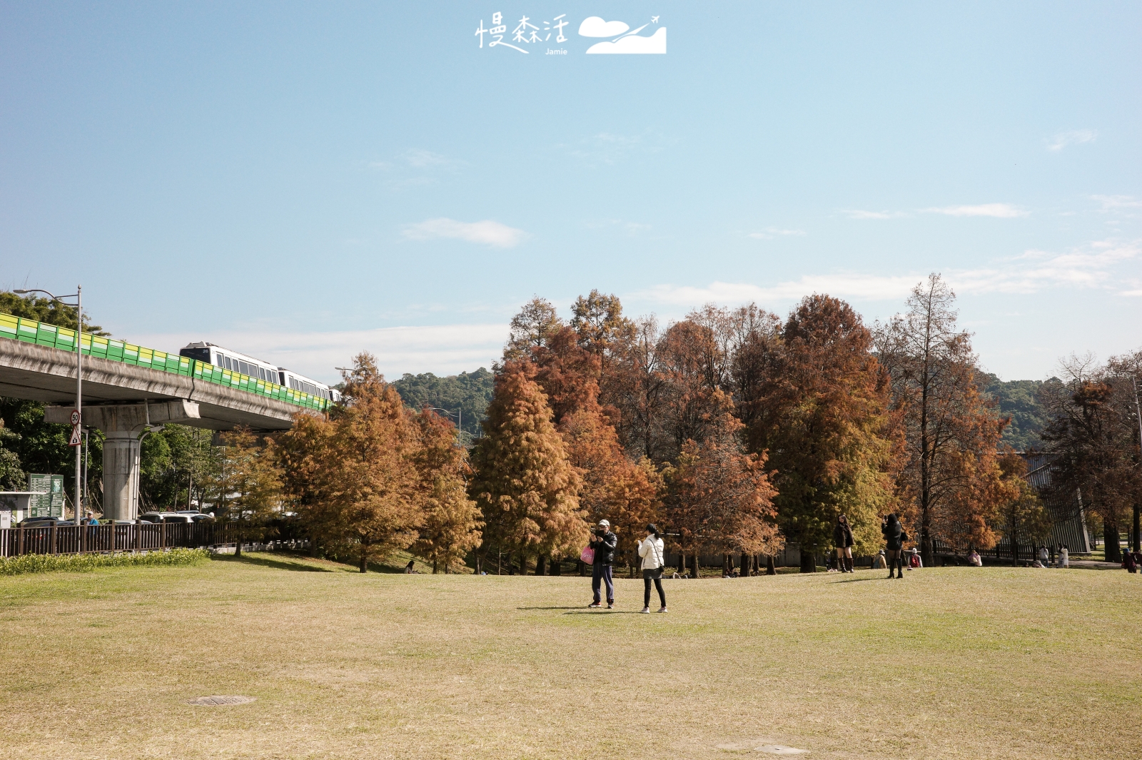 台北內湖 大湖公園落羽松