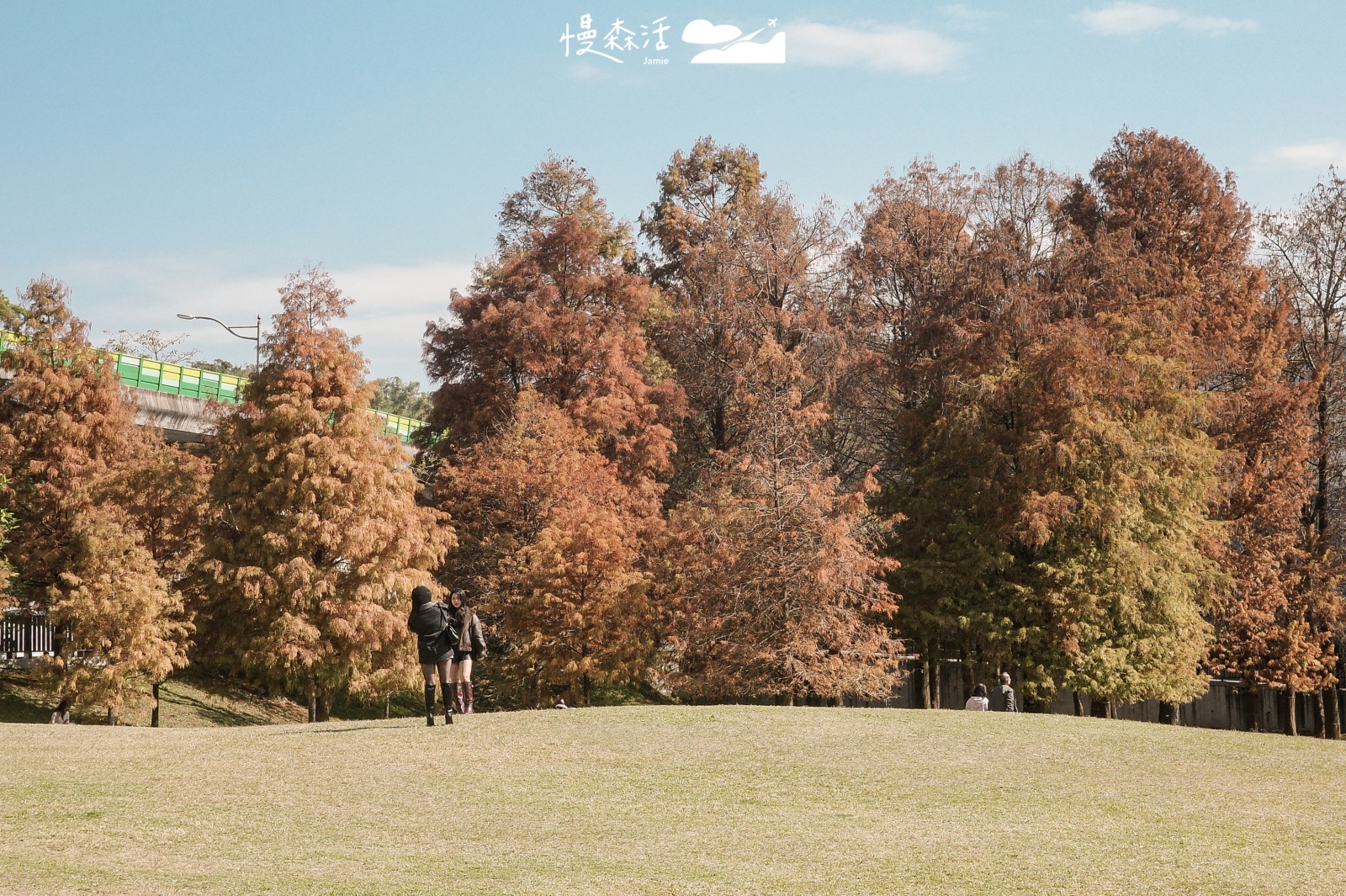 內湖大湖公園,落羽松將退場1月梅花接力綻放,仍受歡迎原因