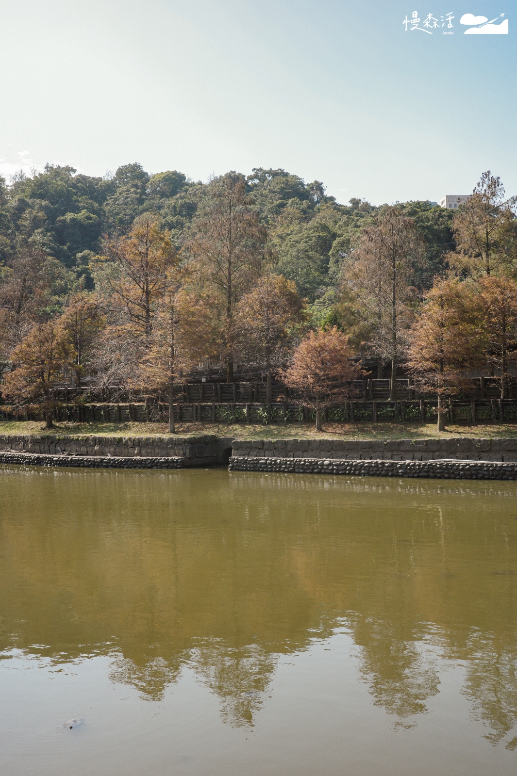 台北內湖 大湖公園落羽松