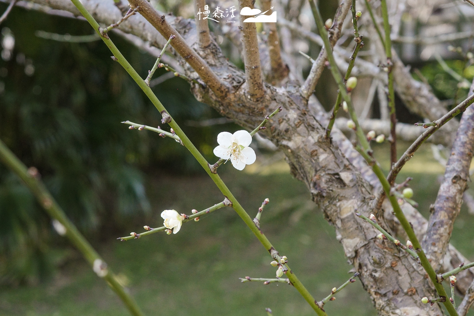 台北內湖 大湖公園梅花