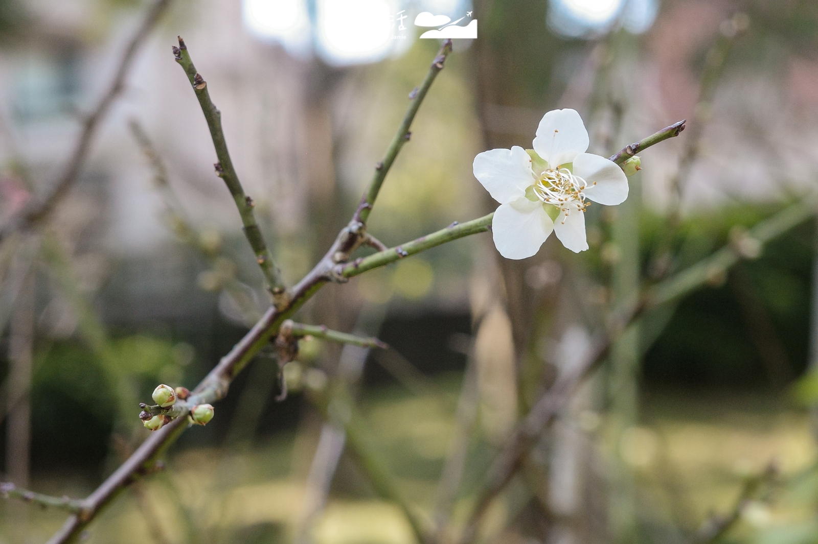 台北內湖 大湖公園梅花