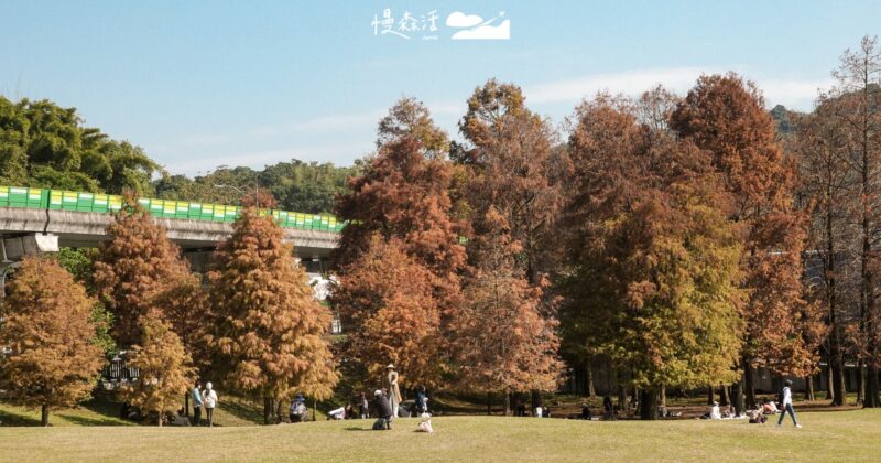 內湖大湖公園，落羽松將退場1月梅花接力綻放，仍受歡迎原因