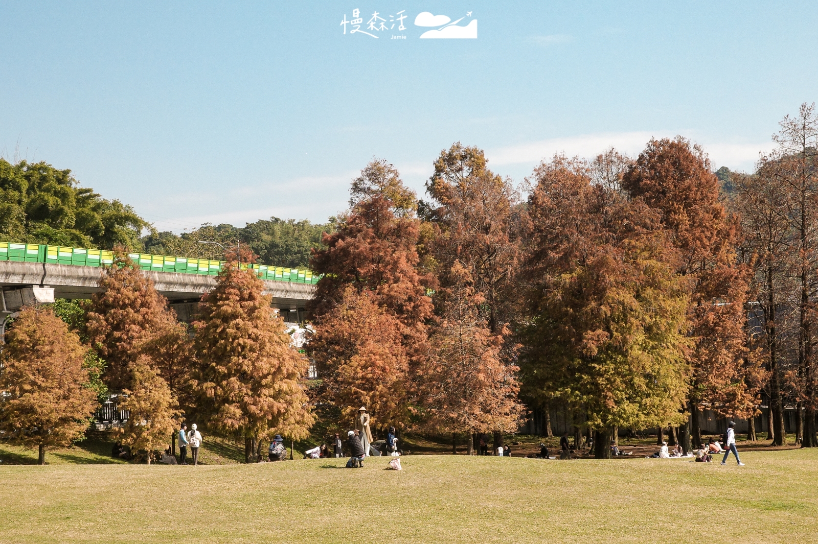 台北內湖 大湖公園落羽松