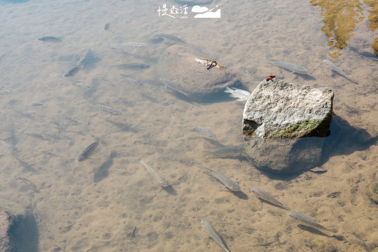 台北內湖大溝溪生態治水園區完成清疏 水質清澈魚群優游