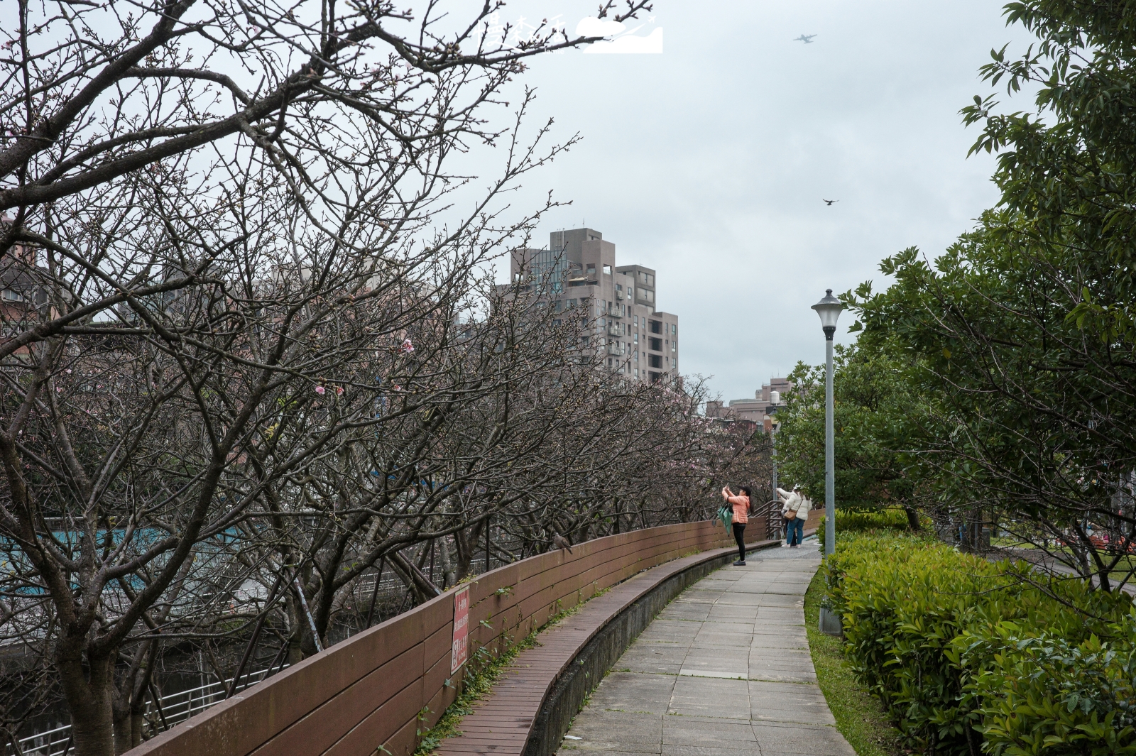 台北內湖 樂活公園賞櫻步道