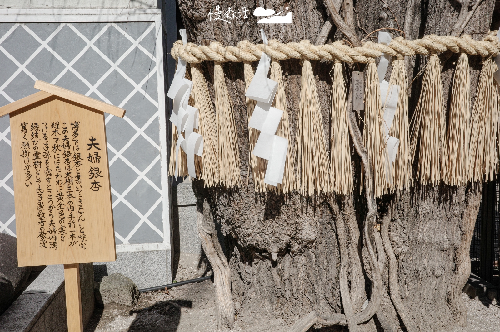日本福岡市 博多總鎮守櫛田神社 夫妻銀杏樹