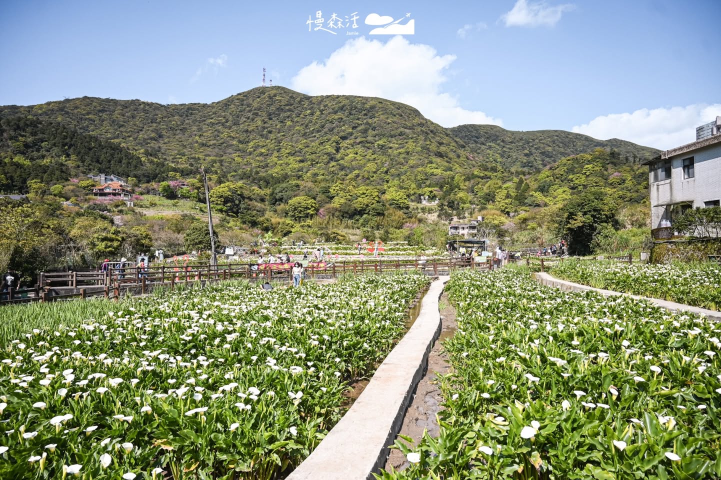 2026竹子湖海芋季3/13「花田樂章」:交通指南、陽明山景點咖啡廳