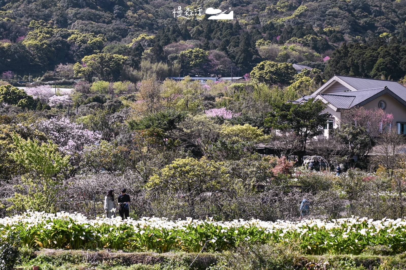 台北市北投區 陽明山竹子湖 海芋
