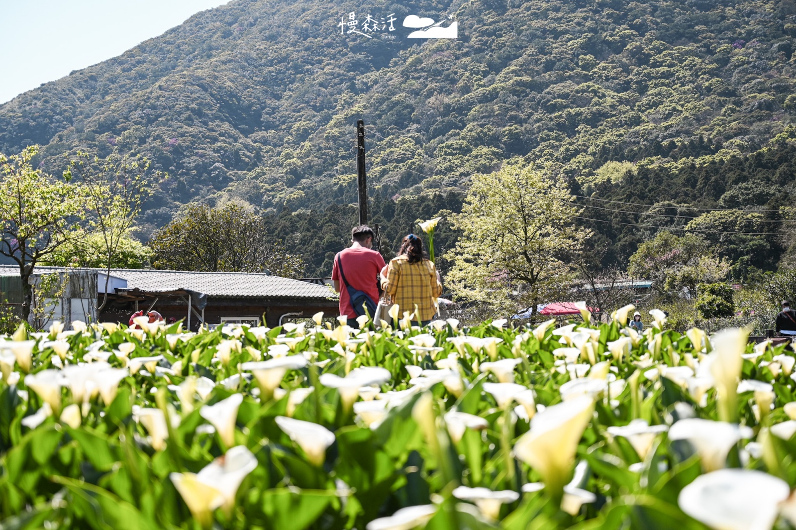 台北市北投區 陽明山竹子湖 海芋