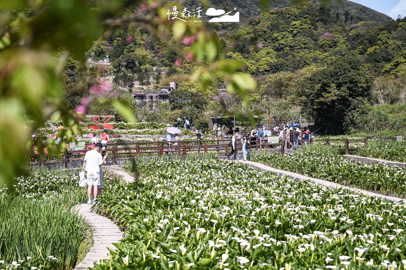 台北市北投區 陽明山竹子湖 海芋