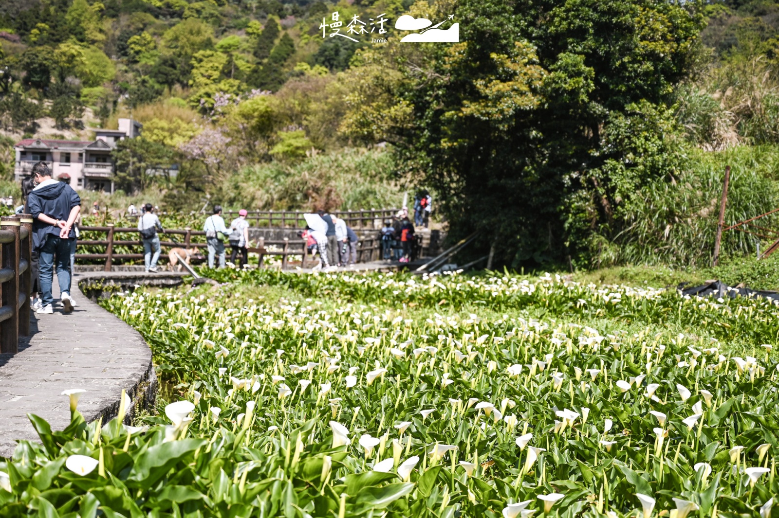 台北市北投區 陽明山竹子湖 海芋